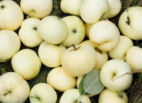 تصویر 1 از قیمت سیب گالا سفید + خرید باور نکردنی